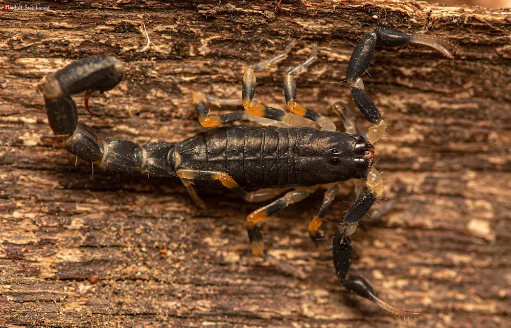 عکس Olive lesser thick-tailed scorpion