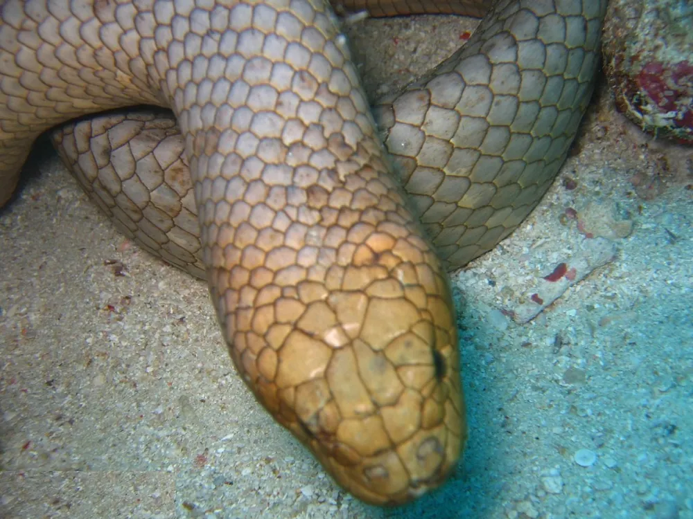 د Olive sea snake عکس