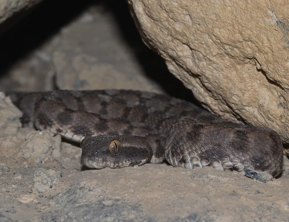 د Oman saw-scaled viper عکس