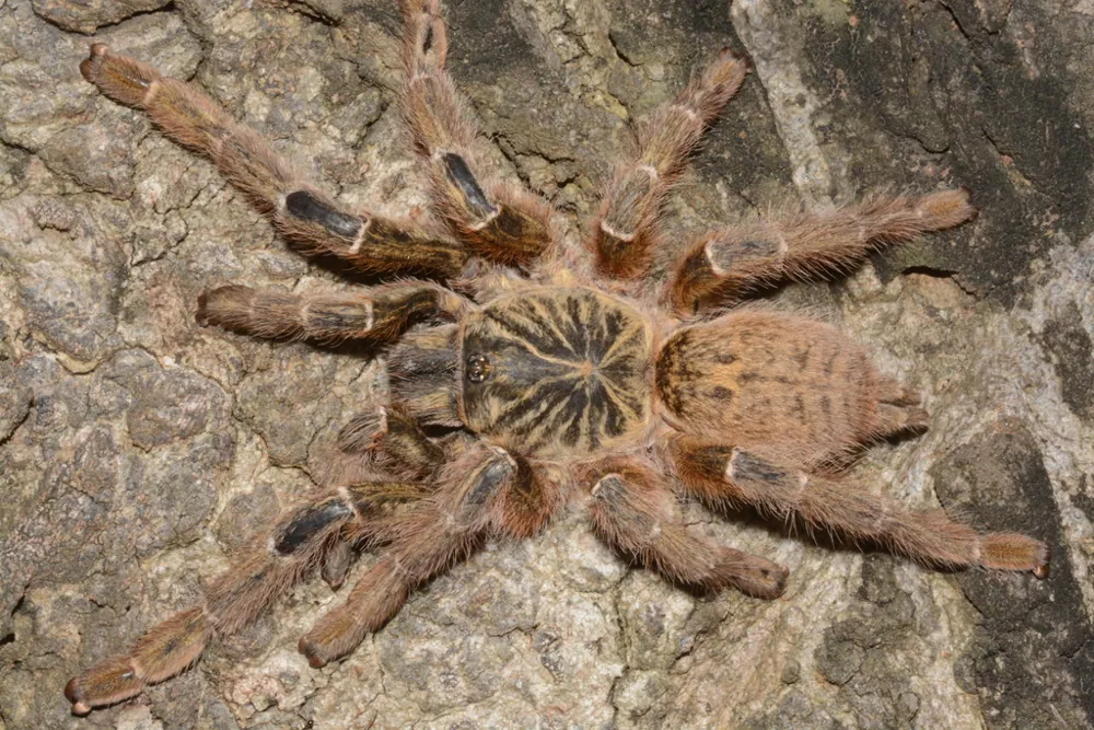 عکس Orange baboon tarantula