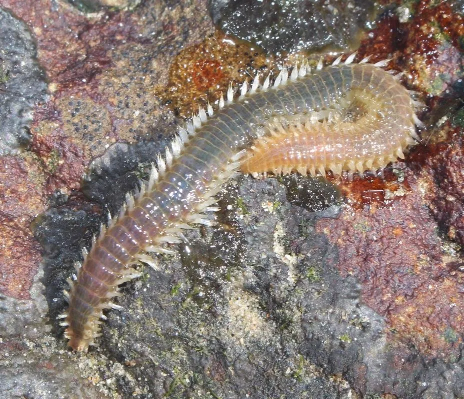 ภาพของOrange fireworm