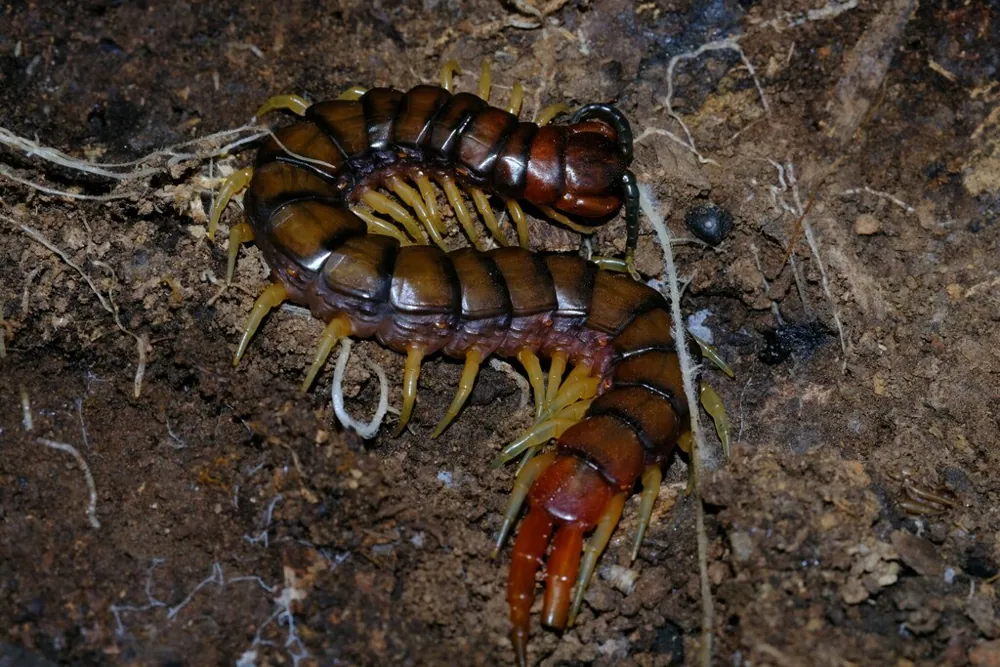 Orange-footed centipede ఫోటో