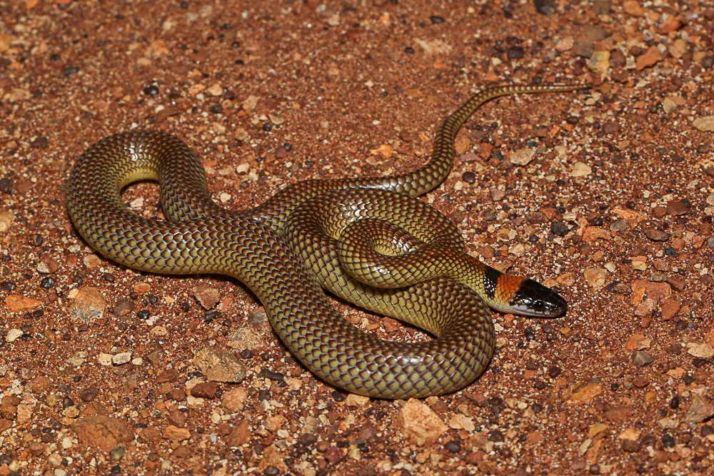 د Orange-naped snake عکس
