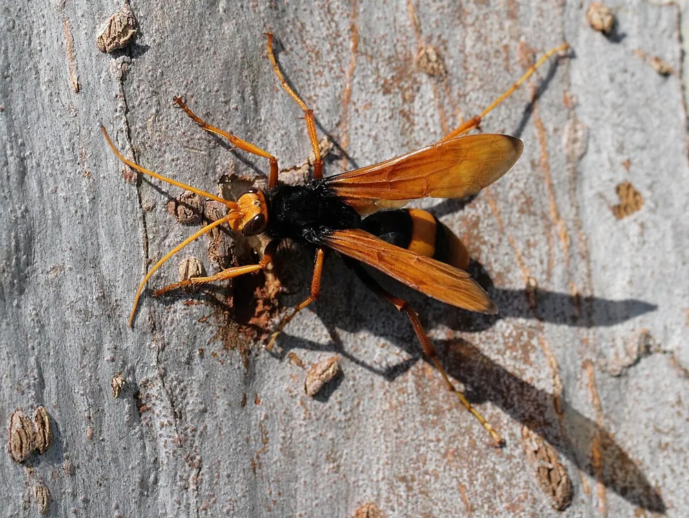 عکس Orange spider wasp