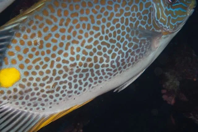 ภาพของOrange-spotted spinefoot