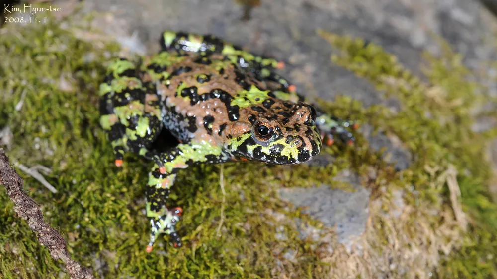 د Oriental fire-bellied toad عکس