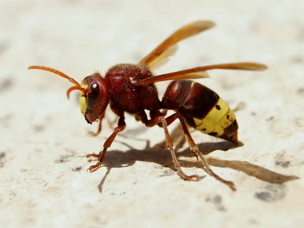 د Oriental hornet عکس