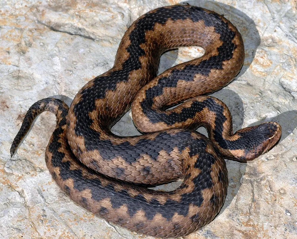 Orlov's viper کی تصویر