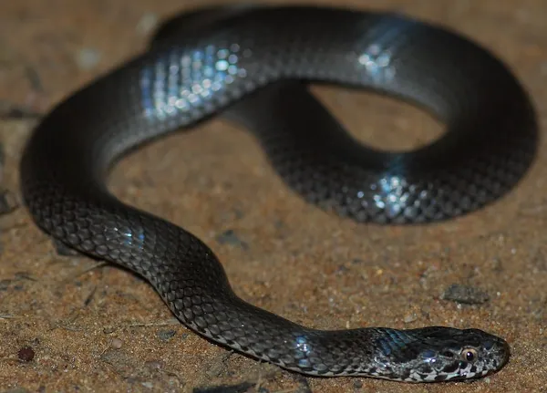 ภาพของOrnamental snake