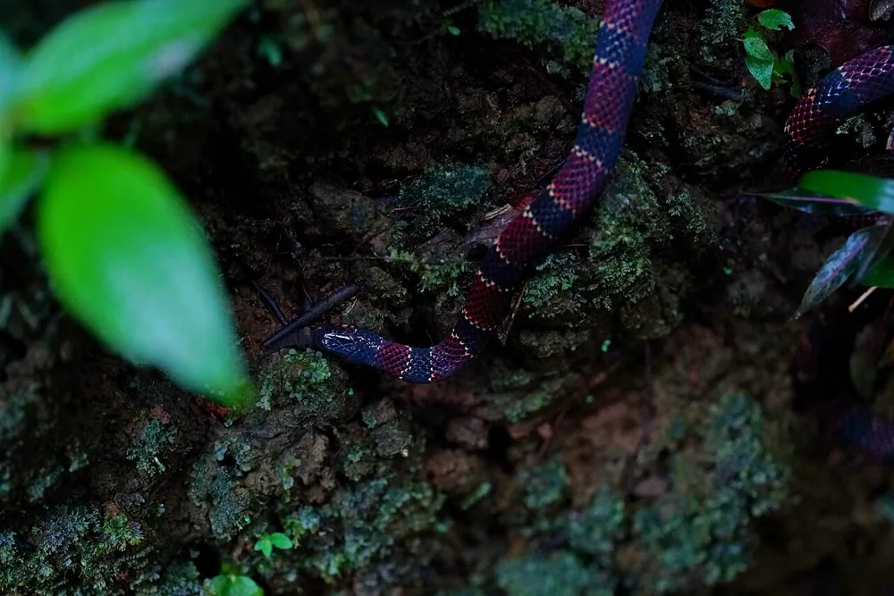 د Ornate coral snake عکس