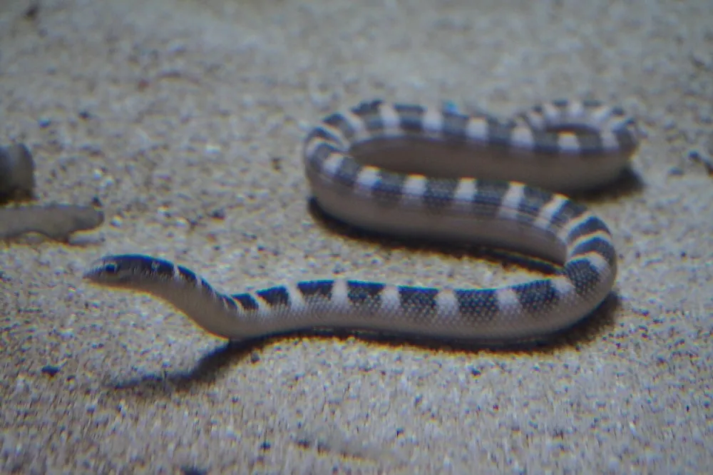 د Ornate reef sea snake عکس