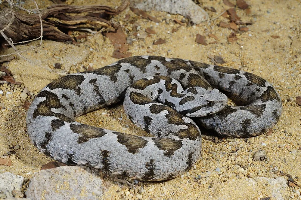 ภาพของOttoman viper