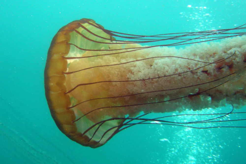 د Pacific sea nettle عکس