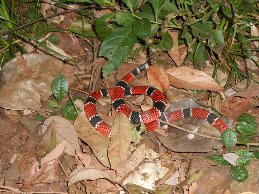 د Painted coral snake عکس