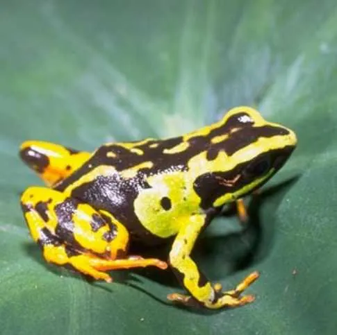 د Painted mantella عکس