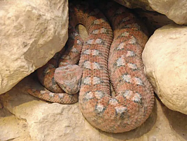 عکس Painted saw-scaled viper