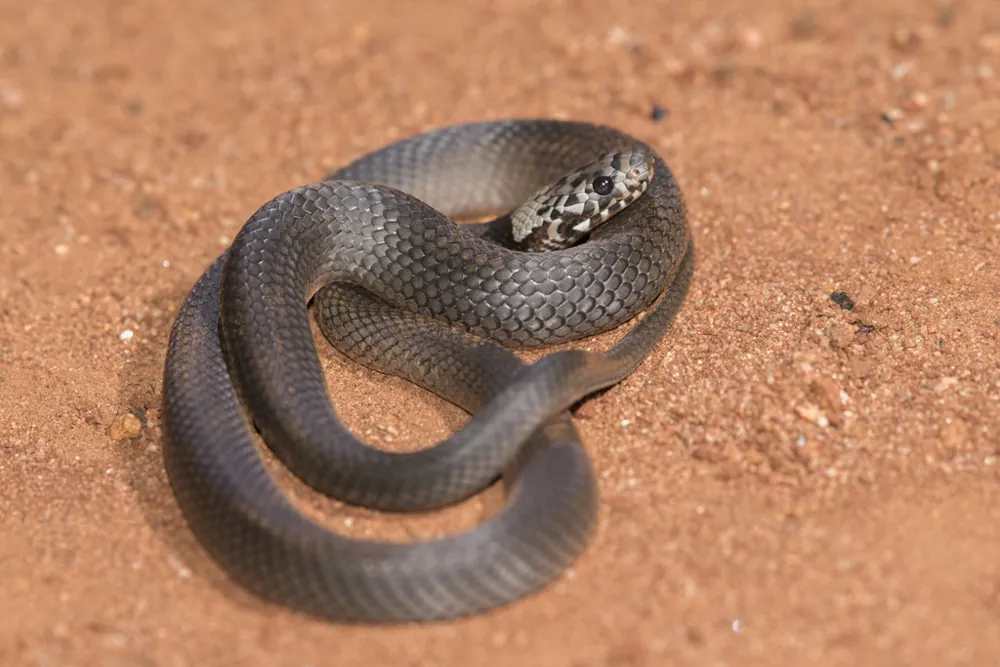 Pale-headed snake کی تصویر