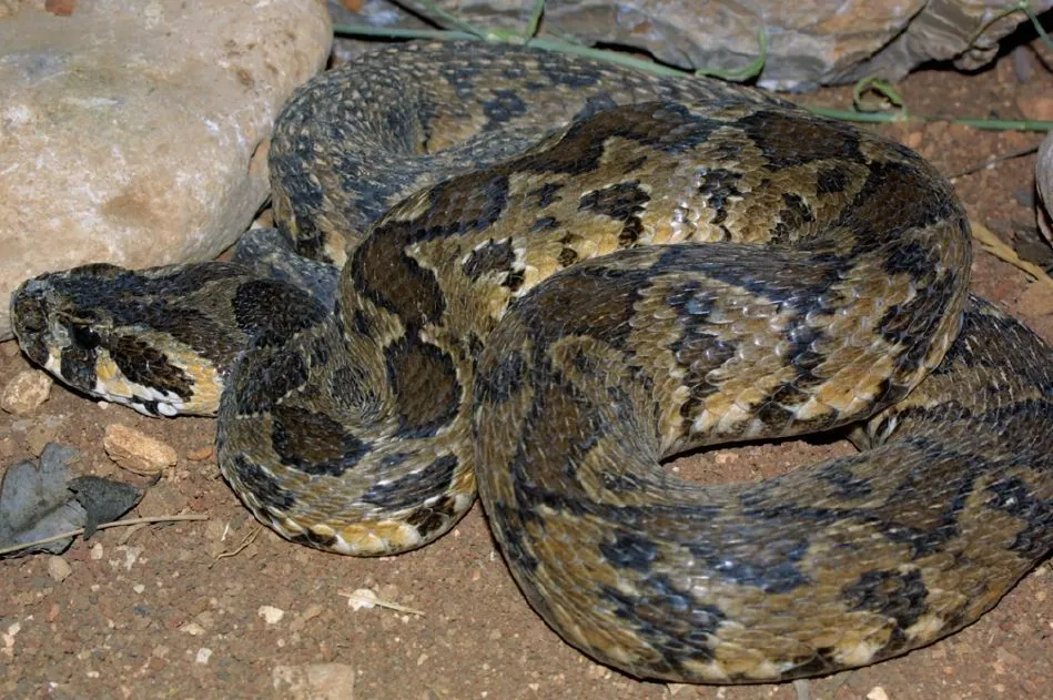 د Palestine viper عکس