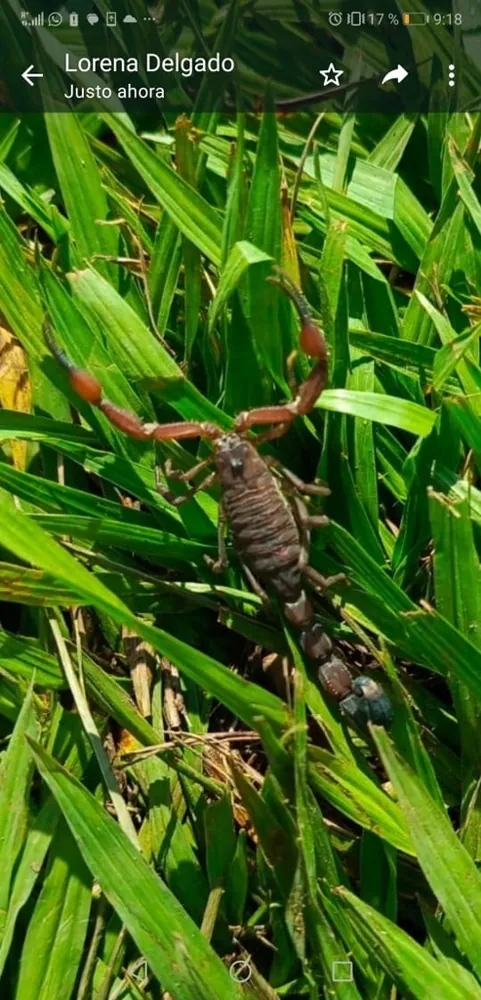 د Panamanian black scorpion عکس