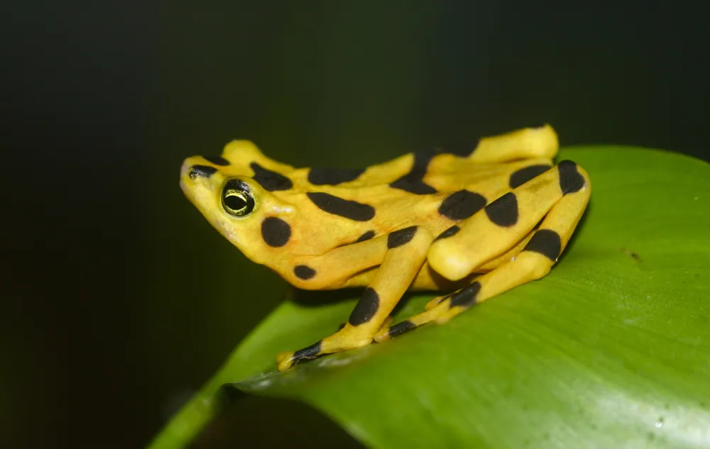 Fotka: Panamanian golden frog