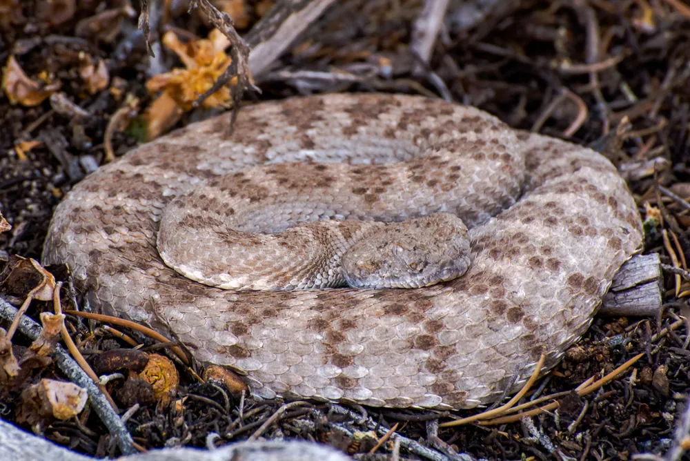 د Panamint rattlesnake عکس