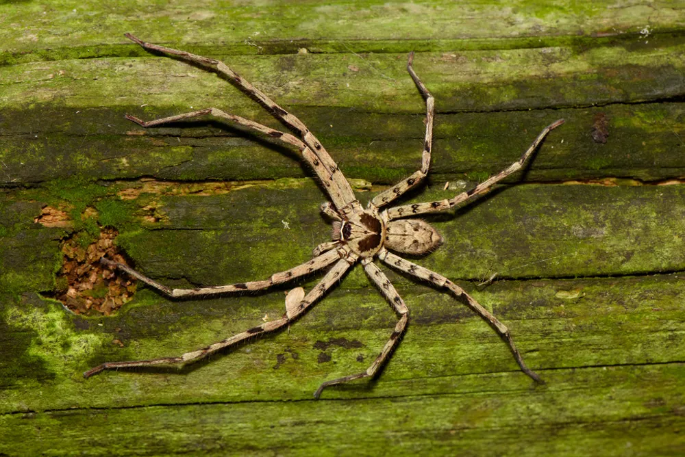 عکس Pantropical huntsman spider