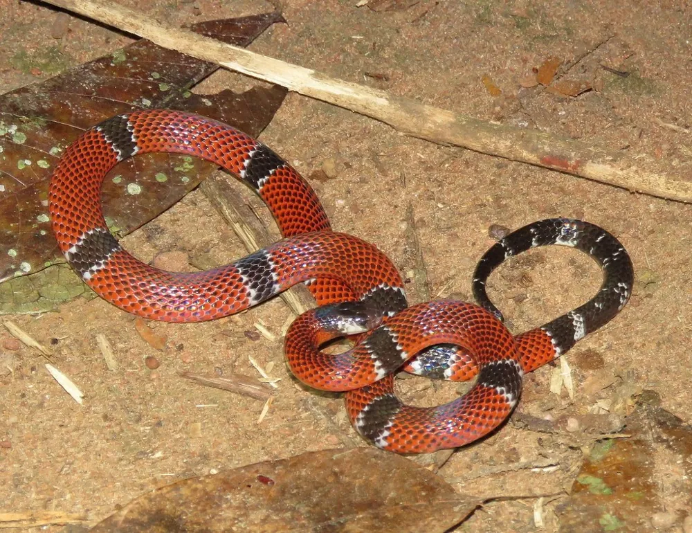 د Pará coral snake عکس