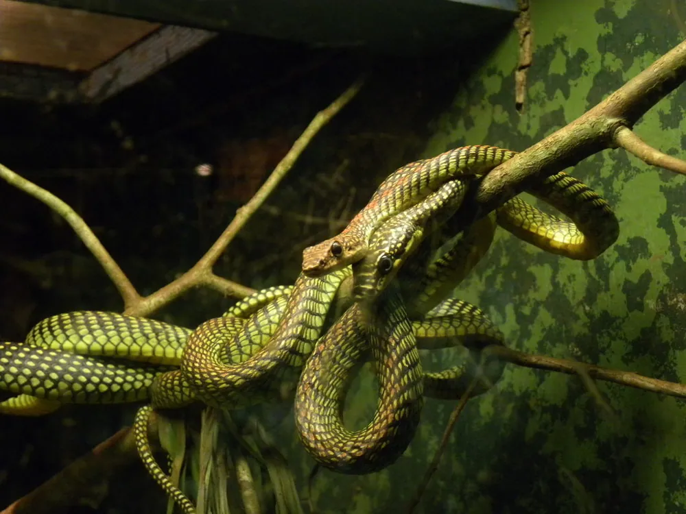 Foto de Paradise tree snake