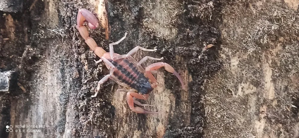 Foto de Paraguayan three-striped scorpion