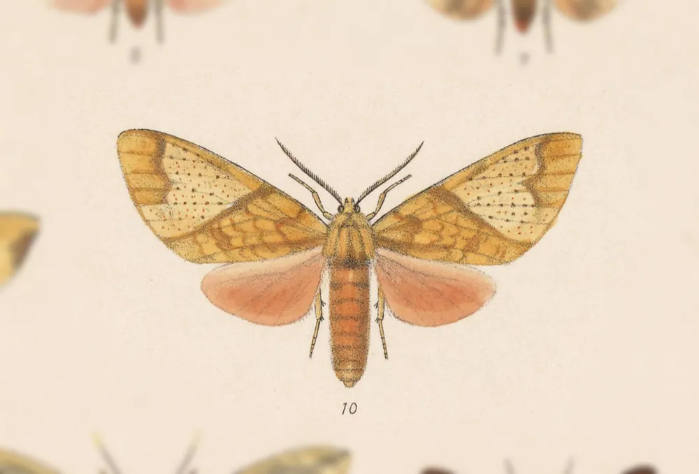 د Pararama caterpillar عکس