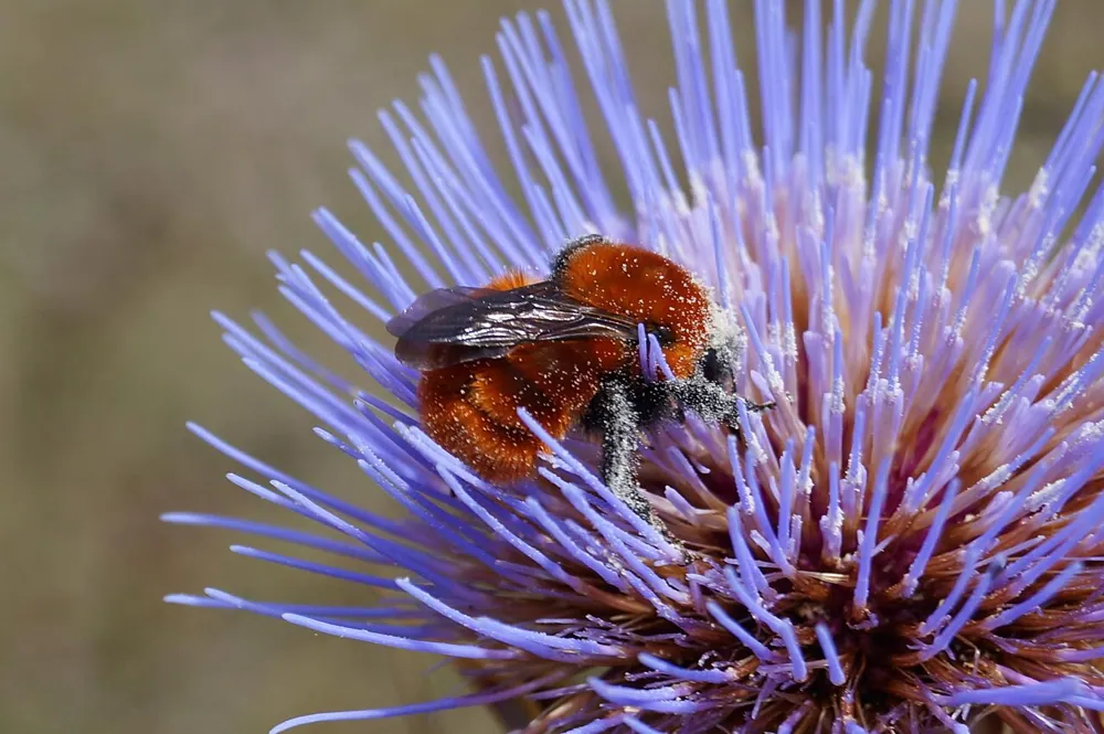 د Patagonian bumblebee عکس