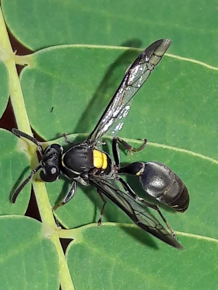 د Paulista wasp عکس