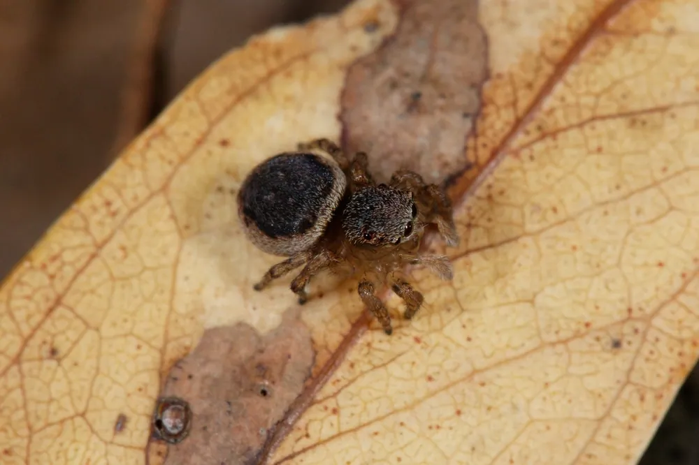 Foto Peacock spider