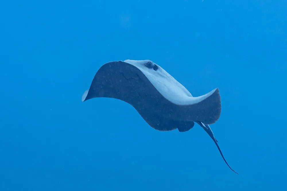 د Pelagic stingray عکس