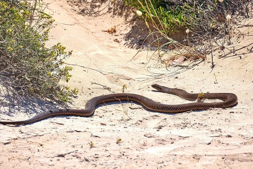 د Peninsula brown snake عکس