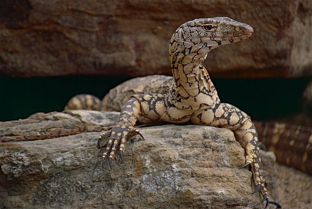 عکس Perentie