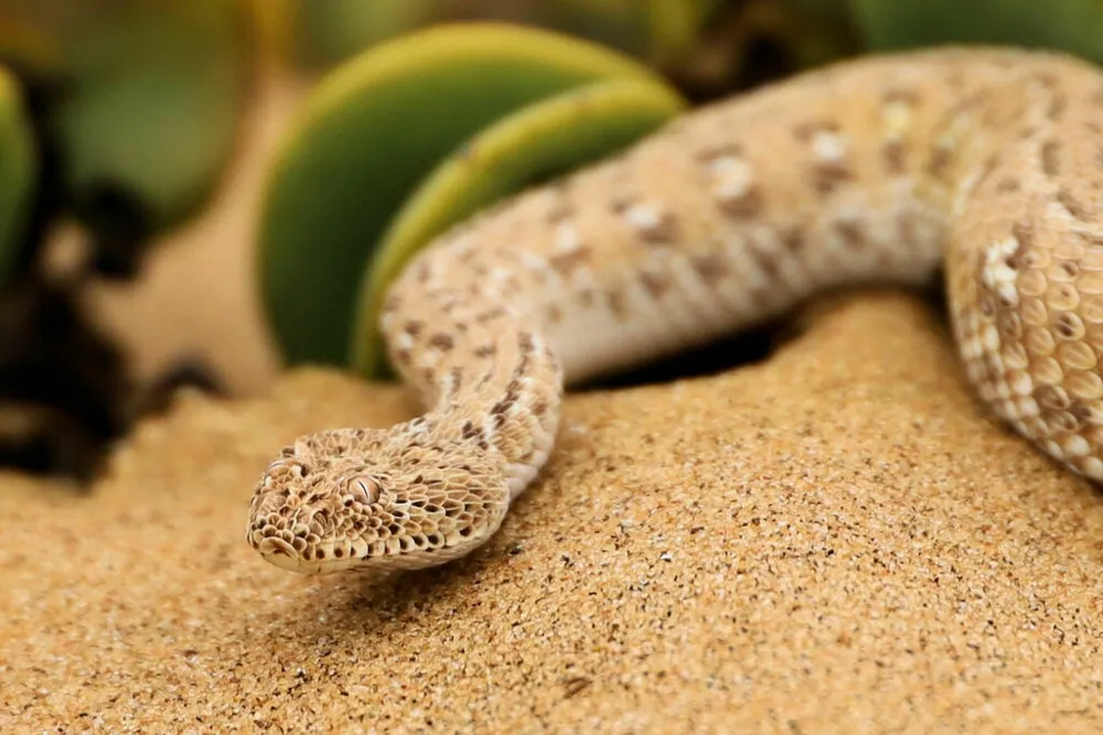 Foto de Peringuey's adder