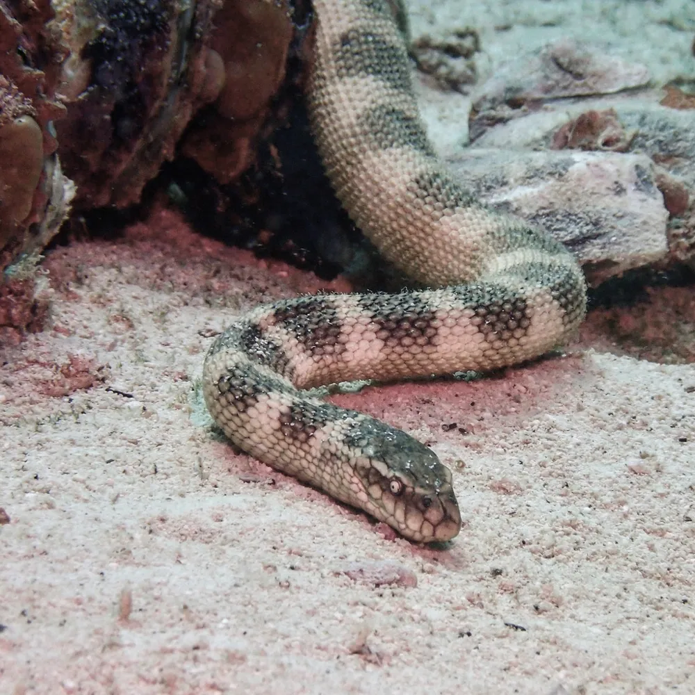 عکس Persian Gulf sea snake