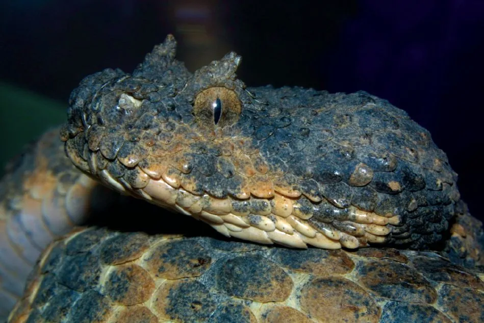 عکس Persian horned viper