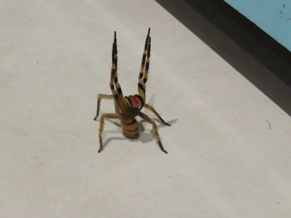 عکس Perty's wandering spider