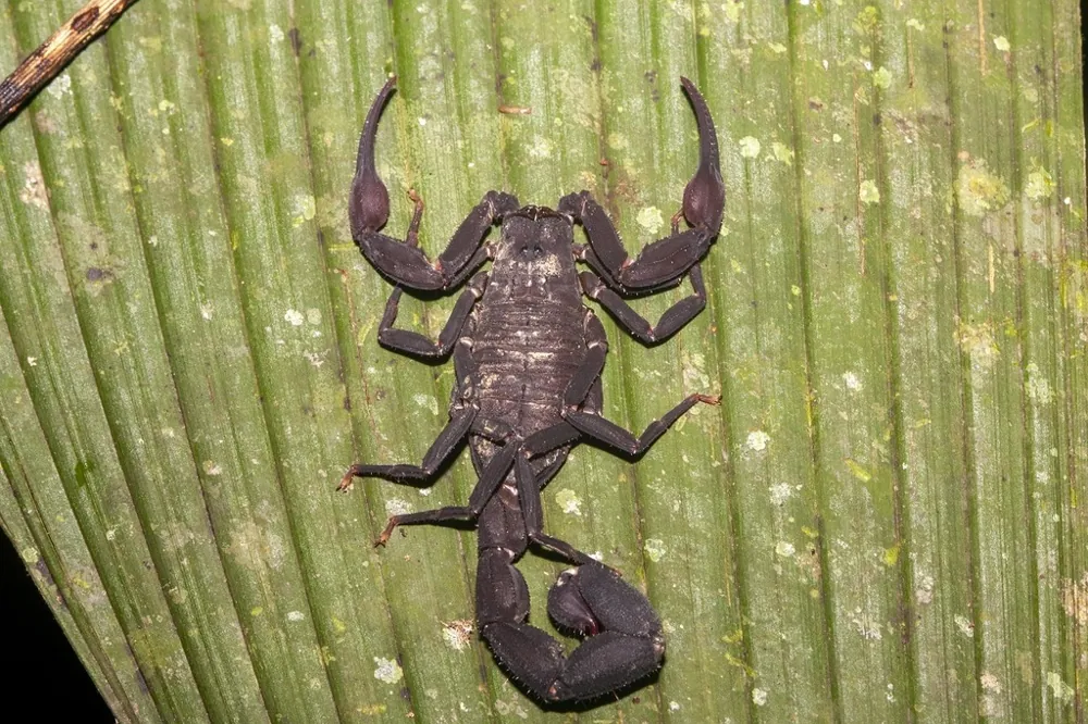 عکس Peruvian black scorpion