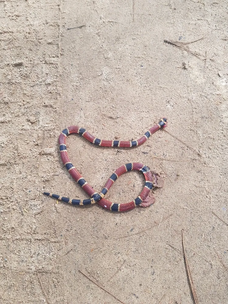 د Peruvian coral snake عکس
