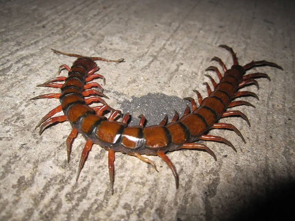 عکس Peruvian giant centipede
