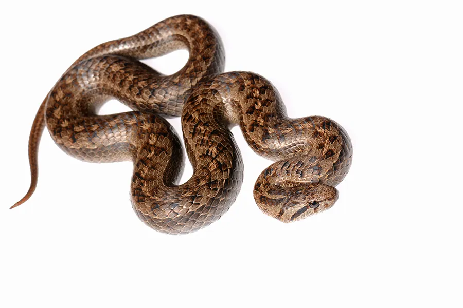 Ảnh Peruvian slender snake