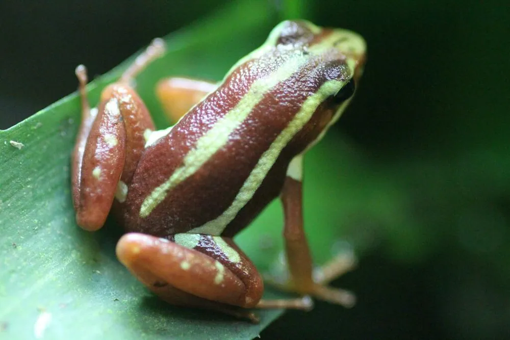 عکس Phantasmal poison frog