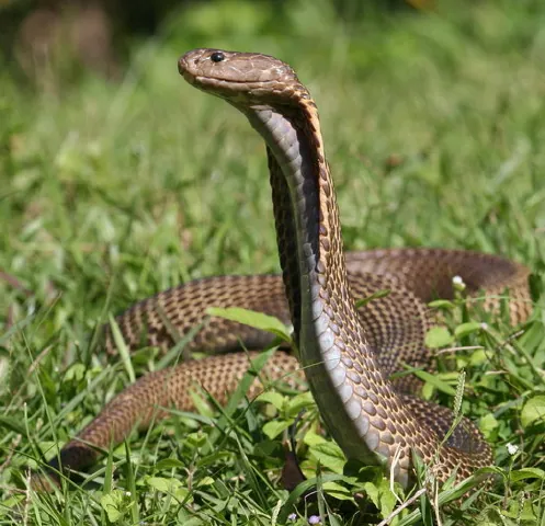Foto de Philippine cobra