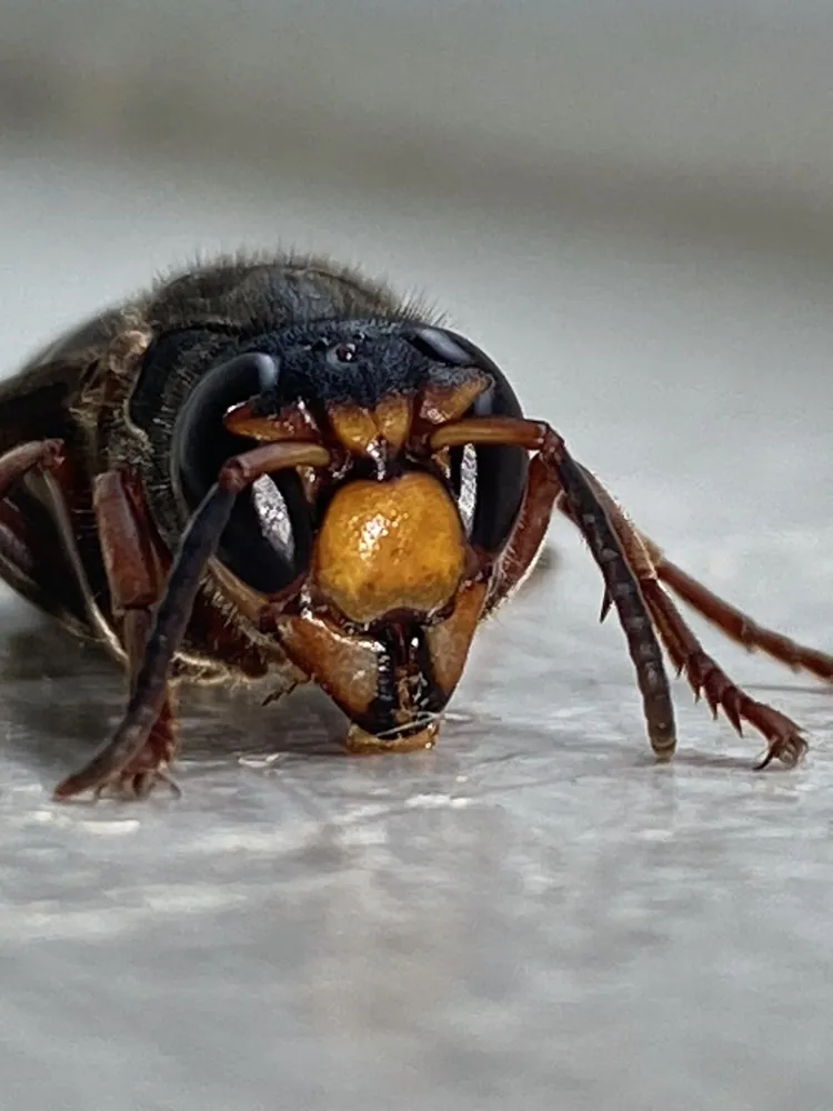 عکس Philippine hornet