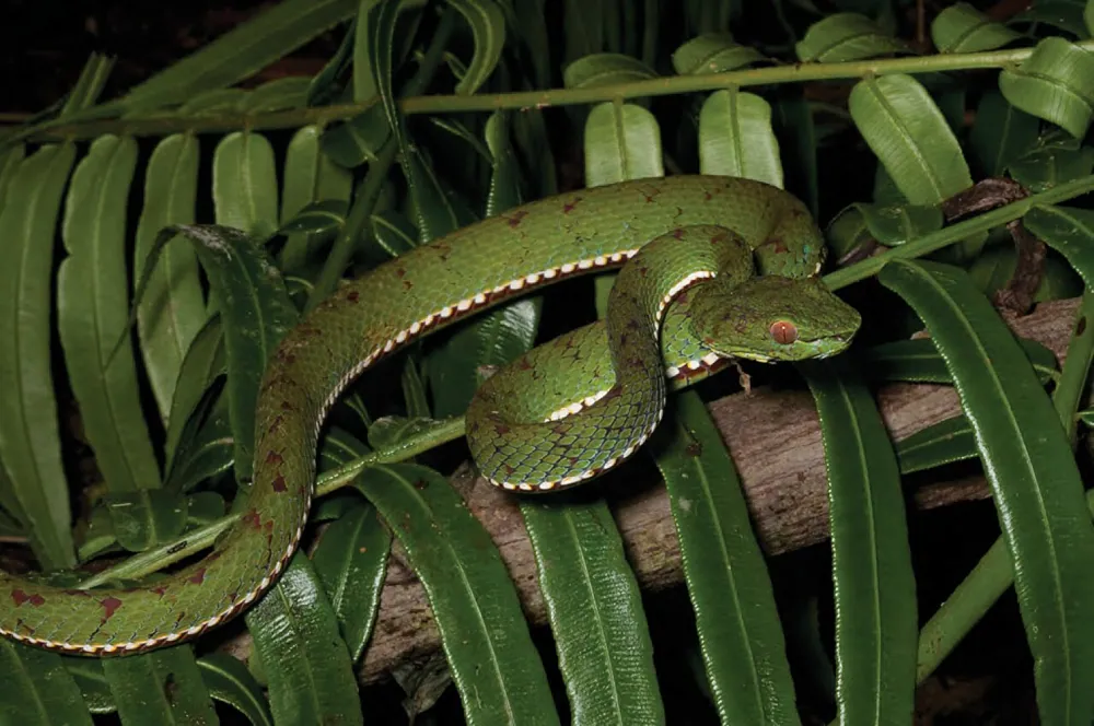 عکس Philippine pit viper