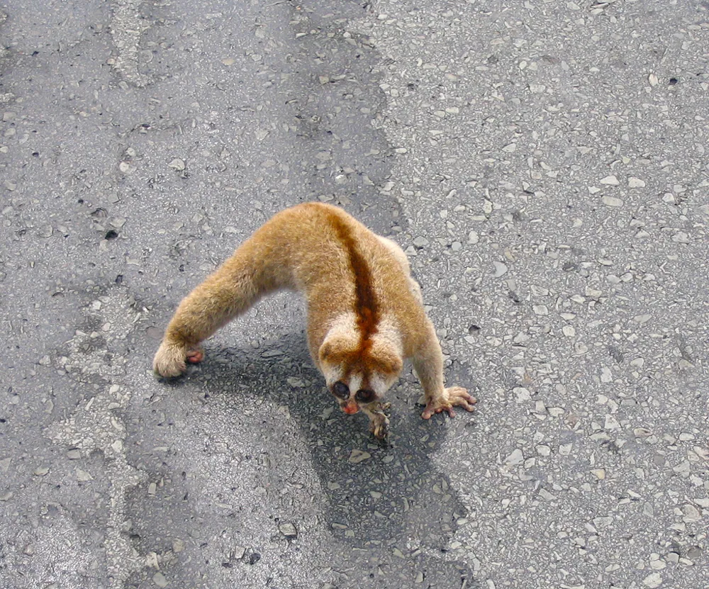 د Philippine slow loris عکس