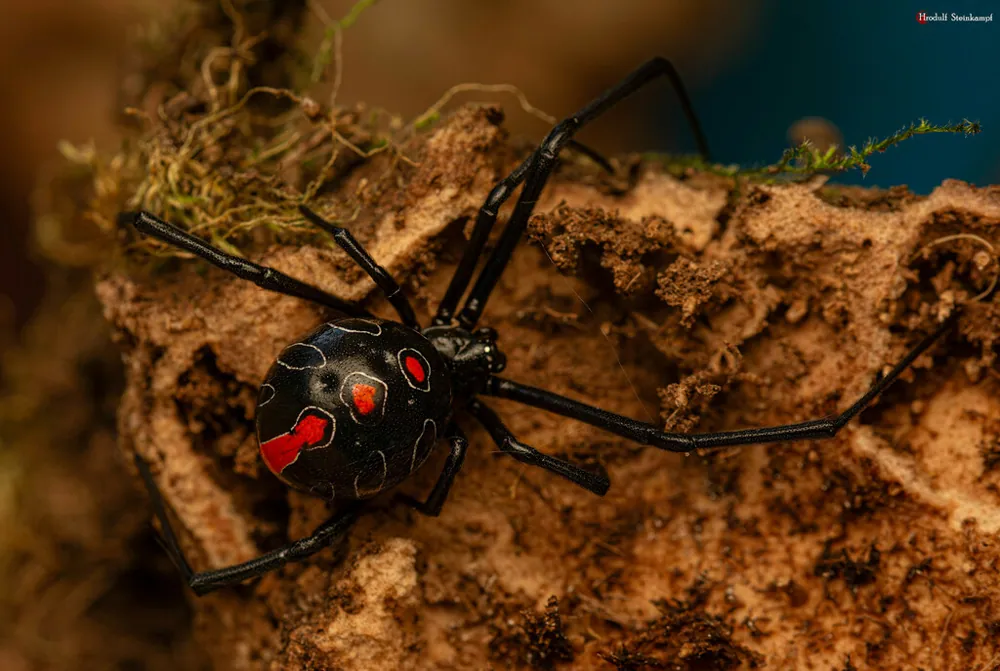 صورة Phinda button spider